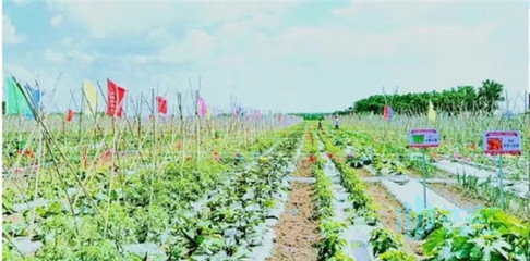 菜园革命!双城升级打造休闲农业体验区