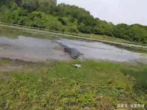 男子池塘垂钓,眼看大鱼到手,下一秒吓瘫,除了鱼还有一个它